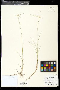 Rhynchospora colorata image