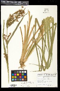 Rhynchospora corymbosa image