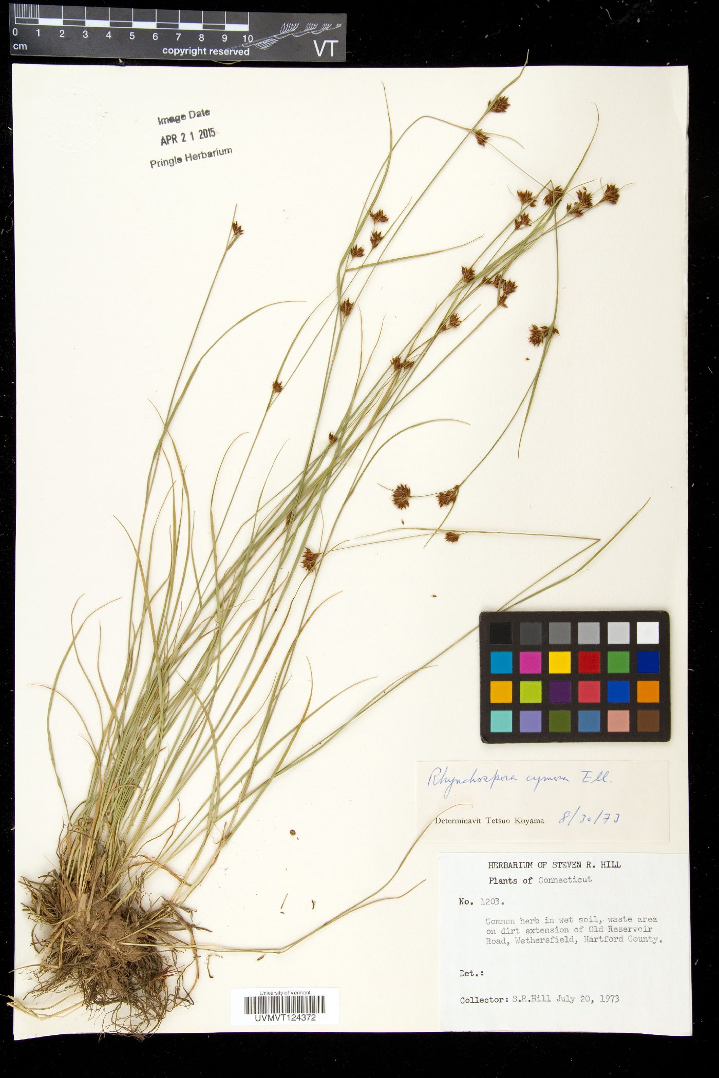 Rhynchospora cymosa image