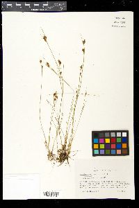 Rhynchospora fusca image
