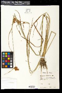 Rhynchospora indianolensis image