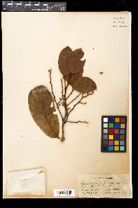 Media resource of Cryptocarya tomentosa