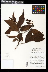 Media resource of Cryptocarya oblata