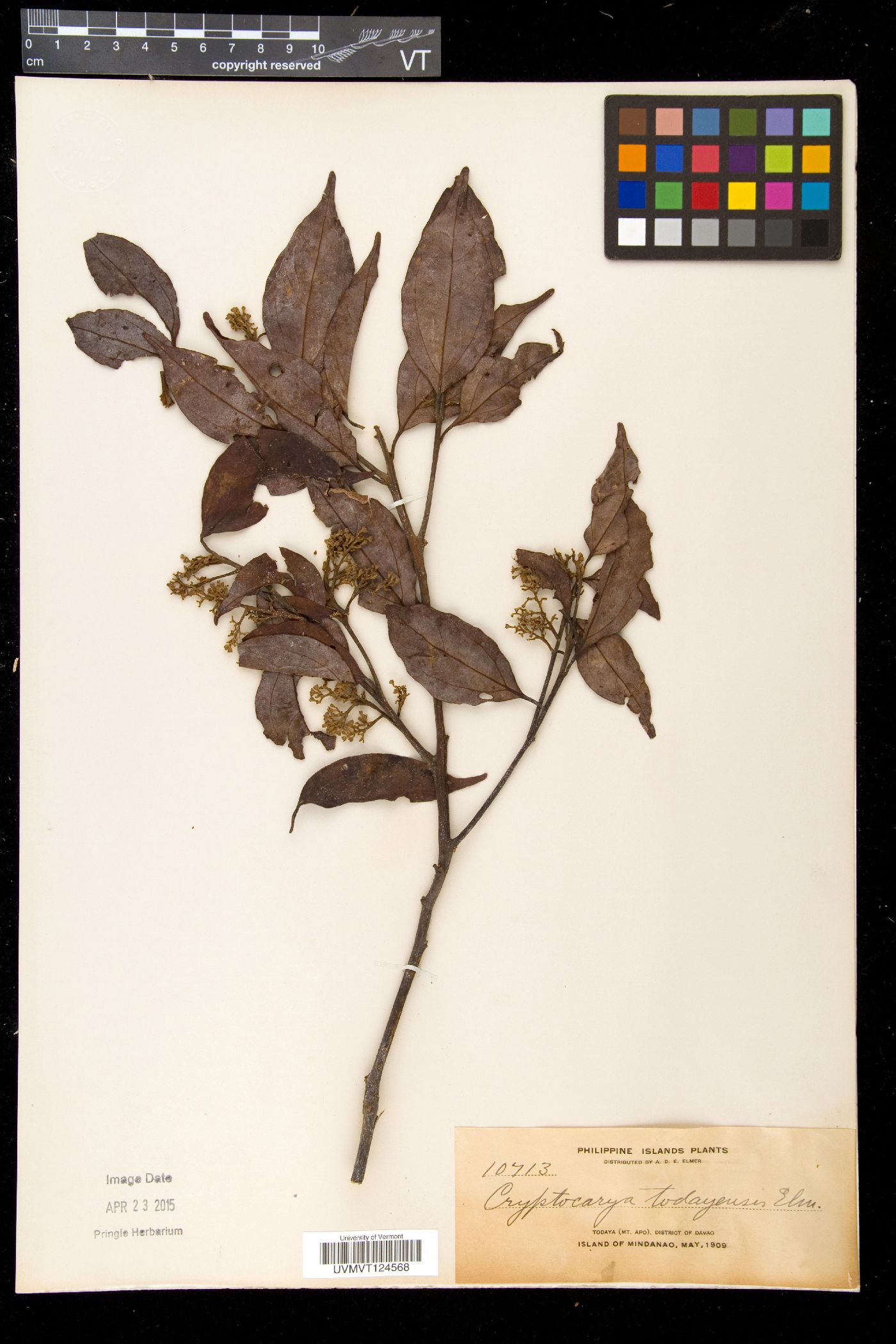 Cryptocarya todayensis image