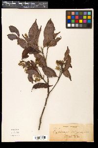 Media resource of Cryptocarya todayensis
