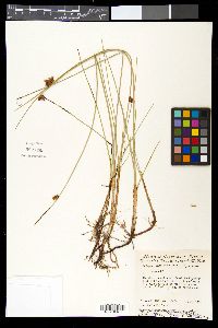 Schoenoplectus americanus image