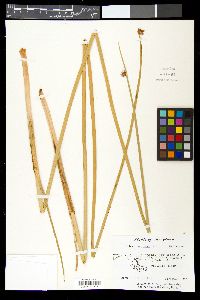 Schoenoplectus americanus image