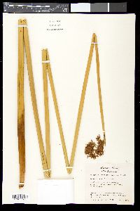 Schoenoplectus californicus image