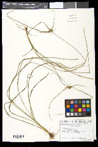 Media resource of Scirpus asper