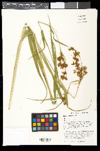 Scirpus pendulus image