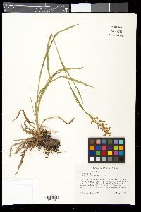 Scirpus pendulus image