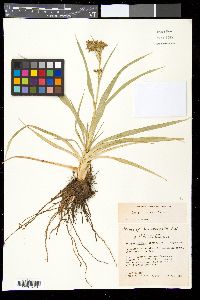 Scirpus lineatus image