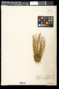 Trichophorum cespitosum image