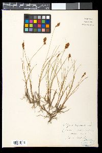 Eleocharis ovata image