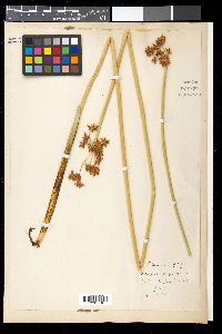 Media resource of Scirpus corymbosus