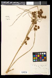 Media resource of Scirpus fuirenus
