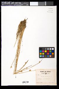 Media resource of Schoenoplectiella hondoensis