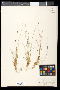 Eleocharis ovata image