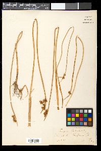 Schoenoplectus triqueter image