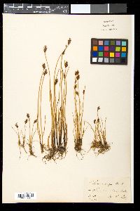 Scirpus rufus image