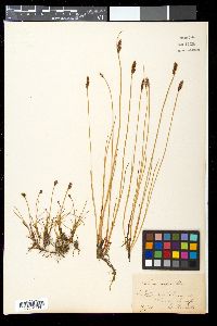 Scirpus rufus image