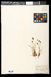 Scirpus rufus image