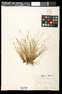 Scirpus setaceus image