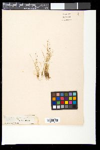 Scirpus setaceus image