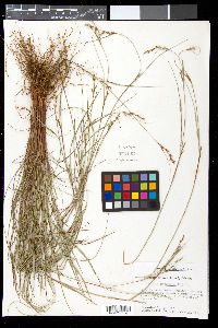 Scleria lithosperma image