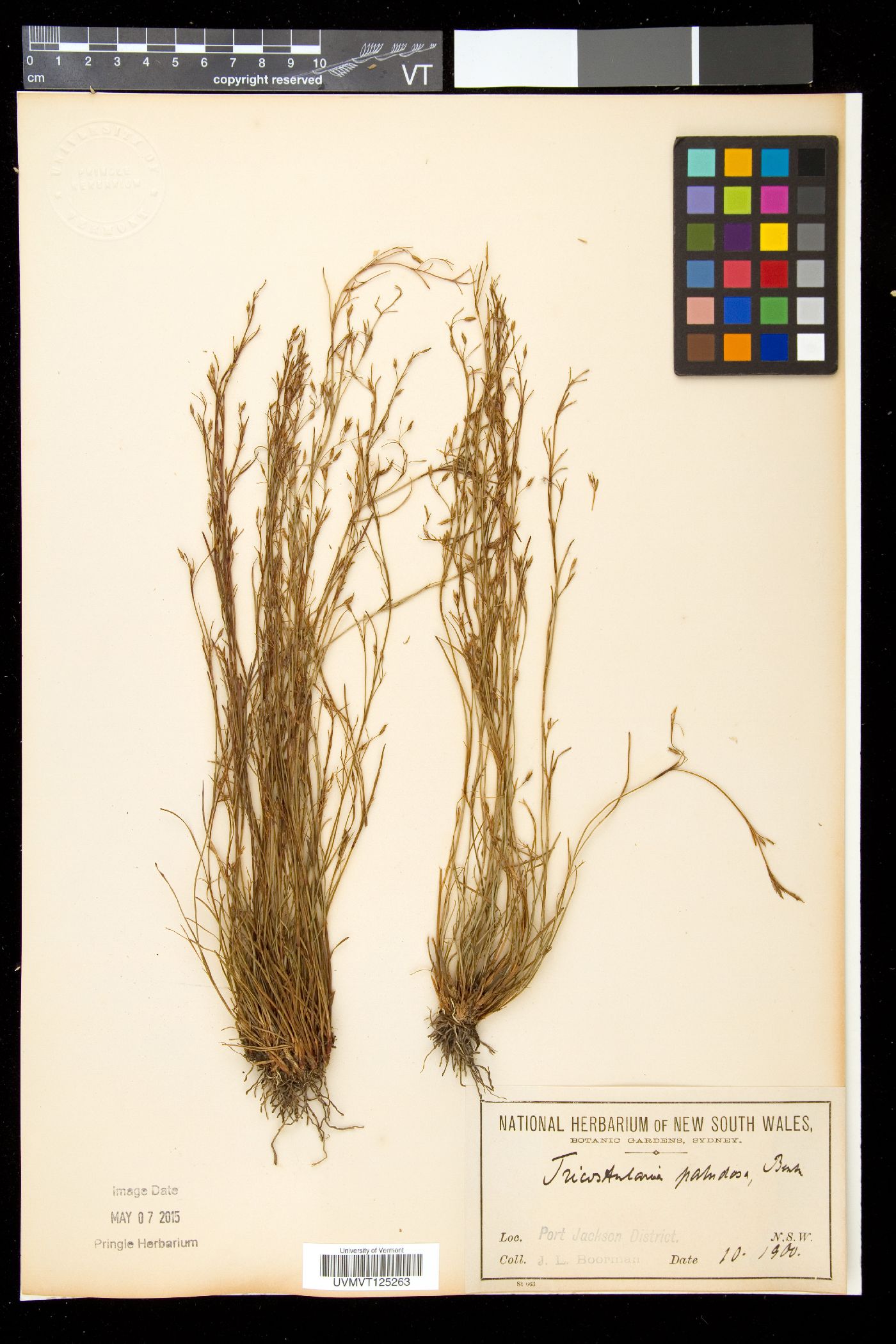 Tricostularia image