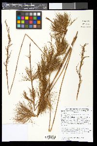 Media resource of Baloskion tenuiculme