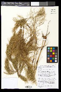 Media resource of Baloskion tetraphyllum