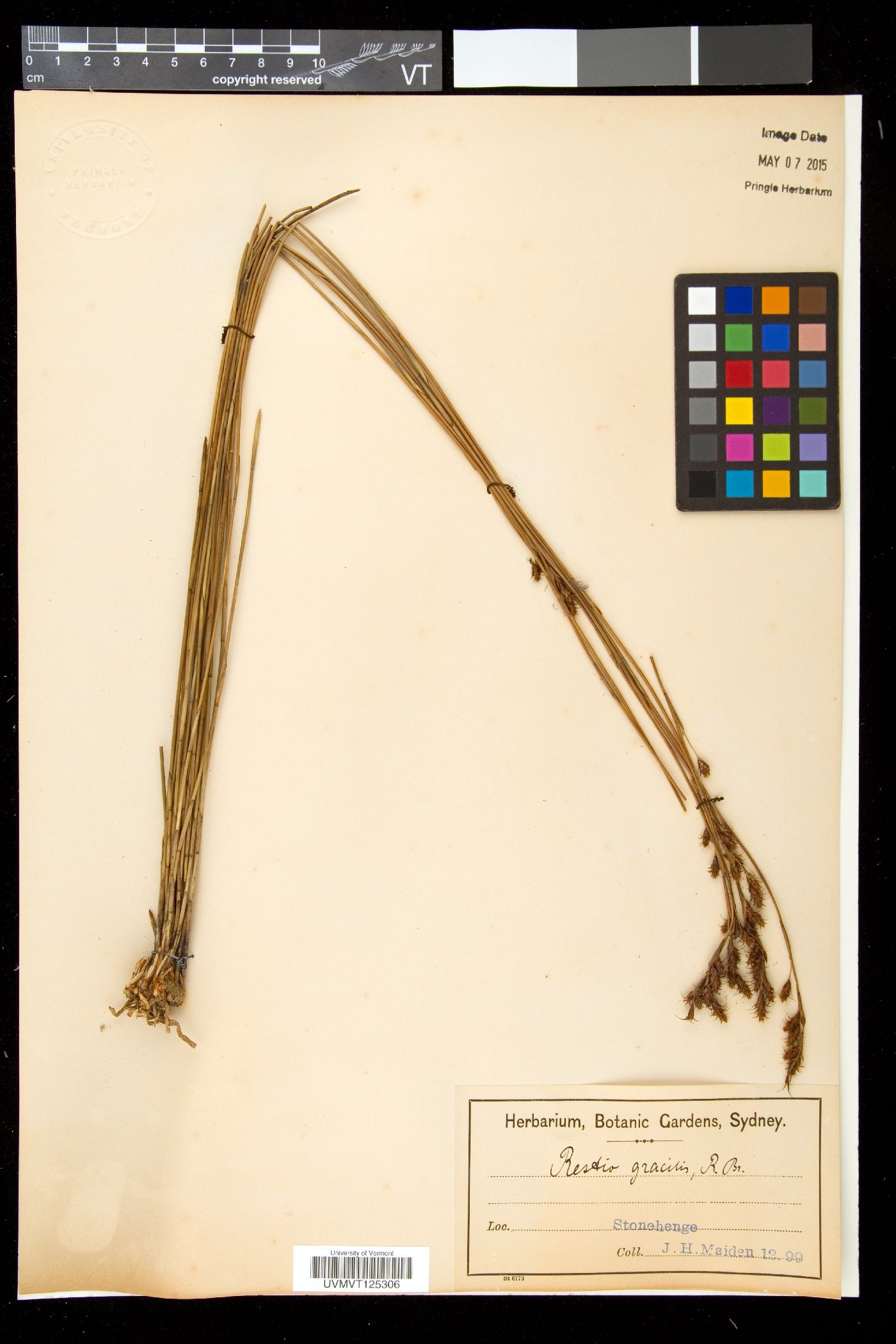 Baloskion gracile image