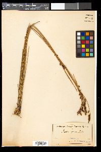 Media resource of Baloskion gracile