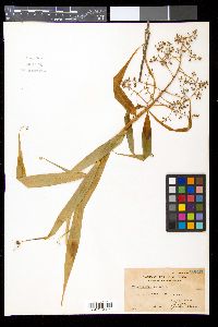 Flagellaria indica image