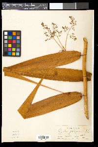 Flagellaria indica image