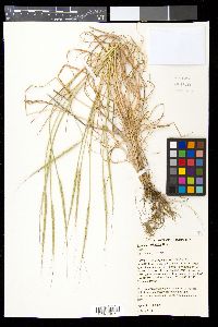 Aegilops cylindrica image