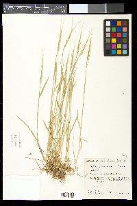 Aegilops cylindrica image