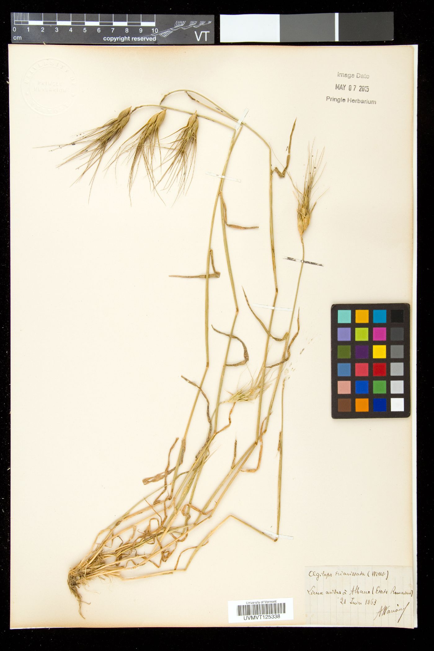 Aegilops triaristata image