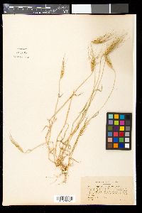 Aegilops triaristata image