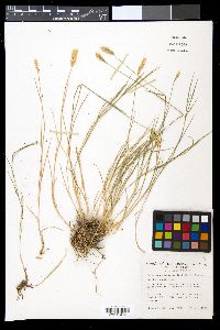 Agropyron cristatum image