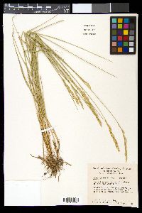 Pascopyrum smithii image