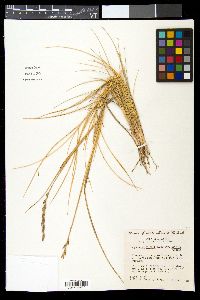 Pascopyrum smithii image