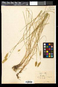 Agropyron cristatum image
