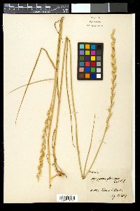 Thinopyrum intermedium image