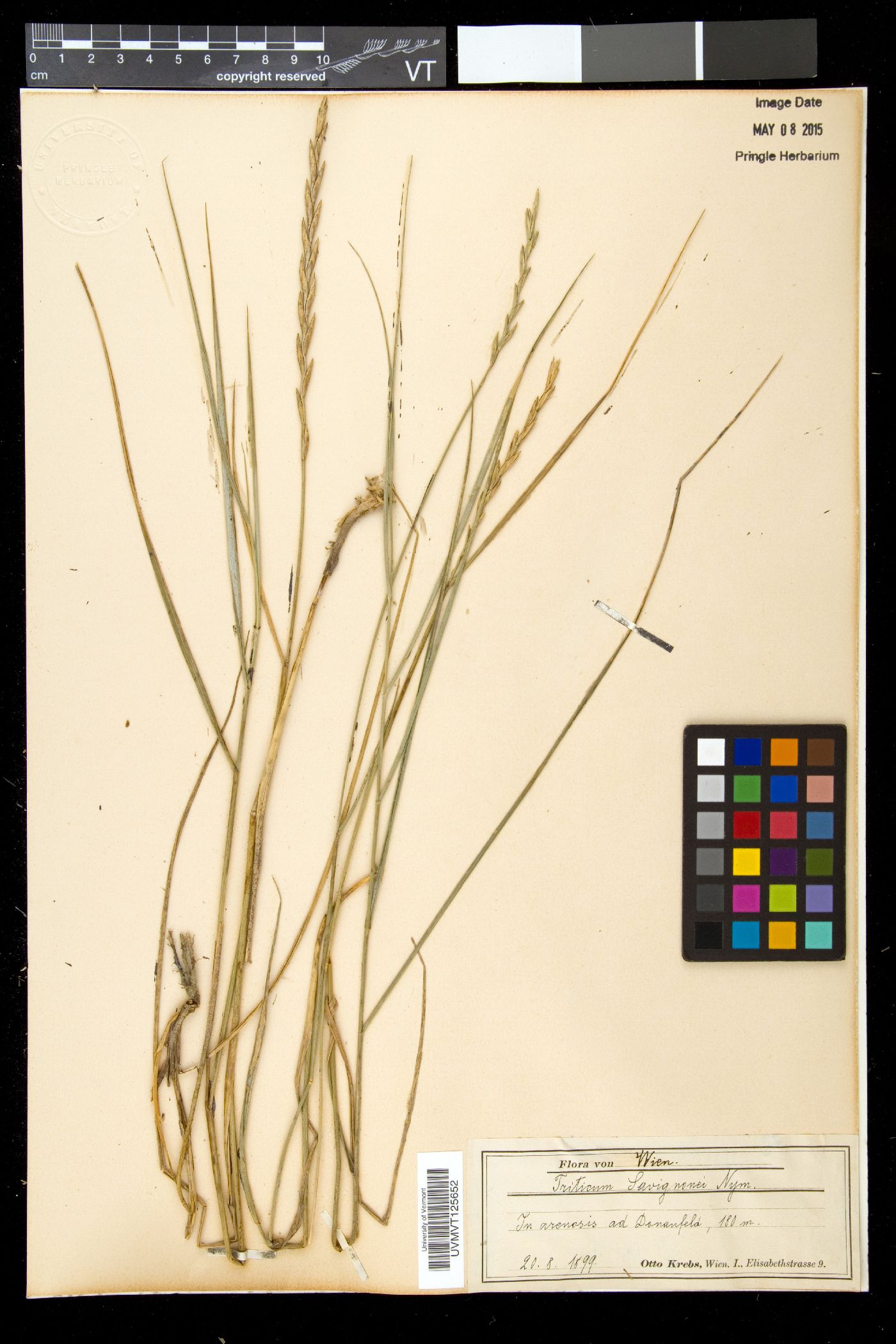 Agropyron savignonii image
