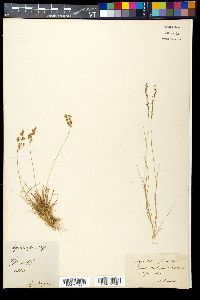 Agrostis alpina image