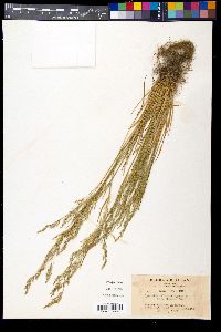 Agrostis idahoensis image
