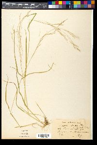 Agrostis idahoensis image