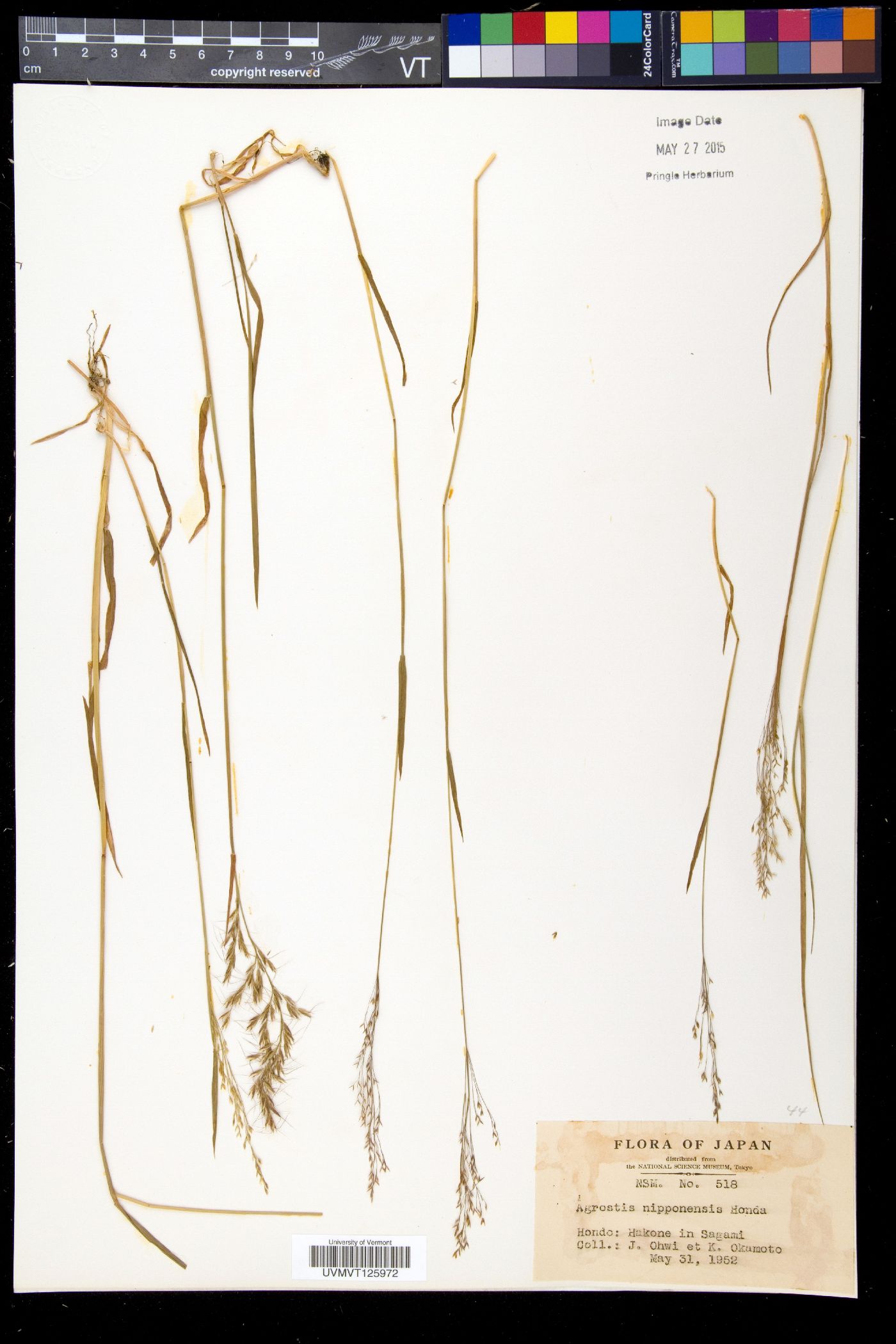 Agrostis nipponensis image